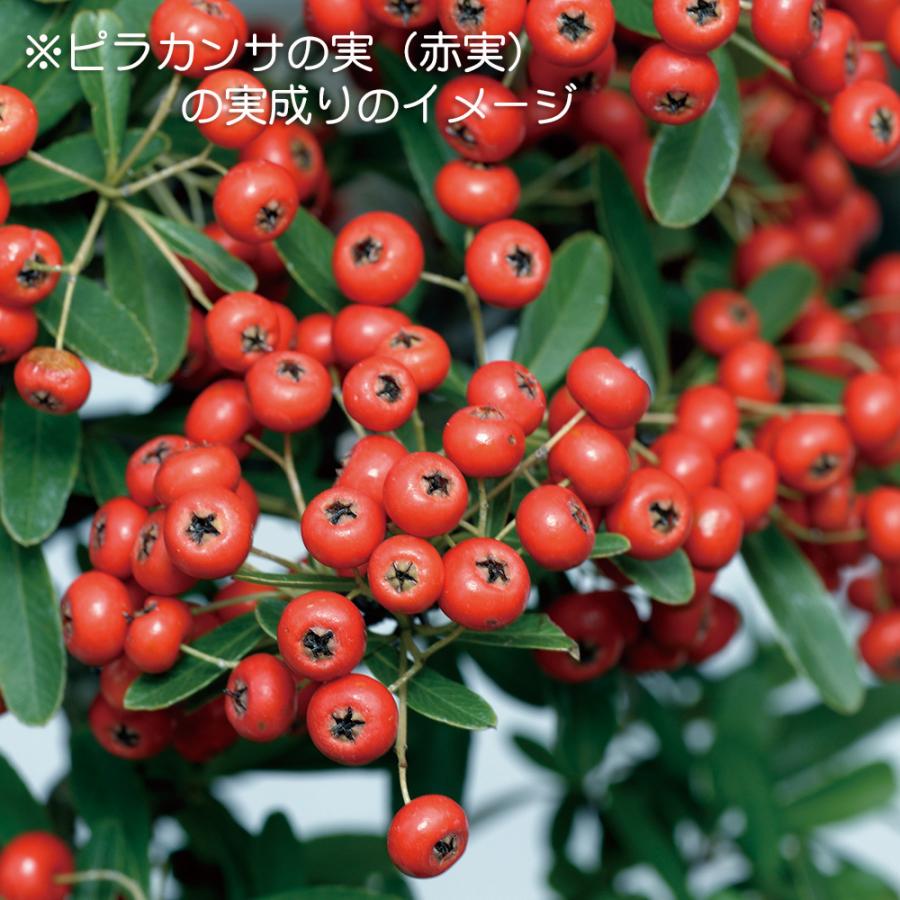 盆栽 ピラカンサ 千代田紅 根伏せ5年生 7.5cmポット 実物盆栽 トキワ