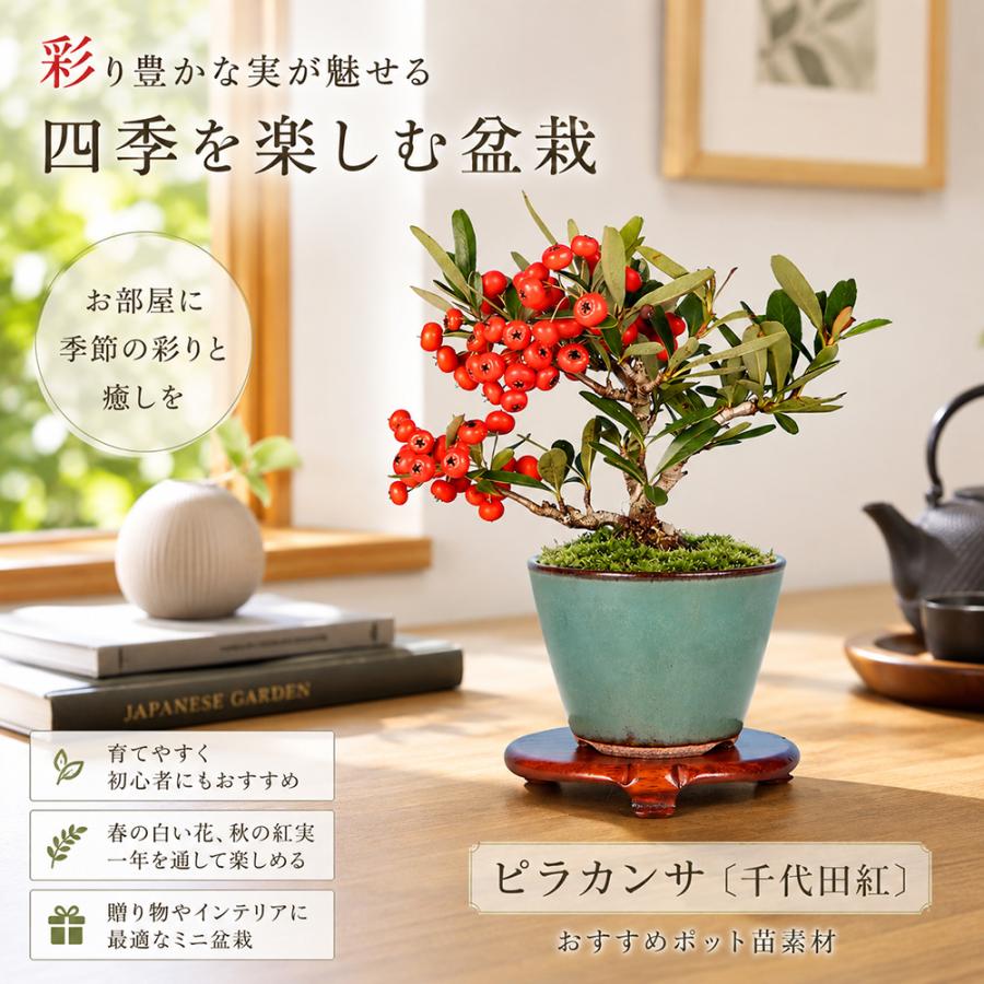盆栽 ピラカンサ 千代田紅 根伏せ5年生 7.5cmポット 実物盆栽 トキワ