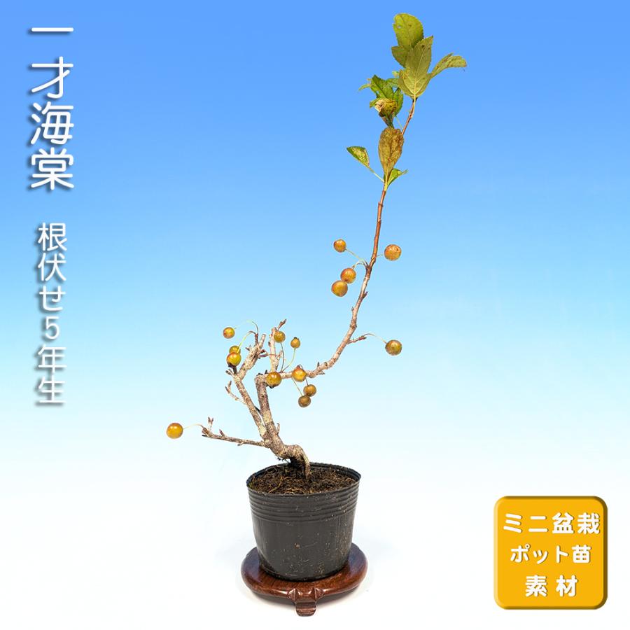三河盆栽　海堂　カイドウ　盆栽　実物　リンゴ 小品盆栽 ミニ盆栽 「一才海棠」 カイドウ リンゴ 花物 実物