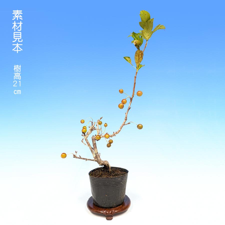 盆栽 一才海棠 カイドウ リンゴ 小品盆栽 ミニ盆栽 花物 実物 盆栽素材