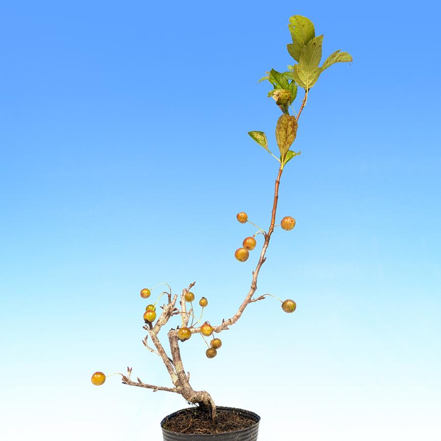 盆栽 一才海棠 カイドウ リンゴ 小品盆栽 ミニ盆栽 花物 実物 盆栽素材