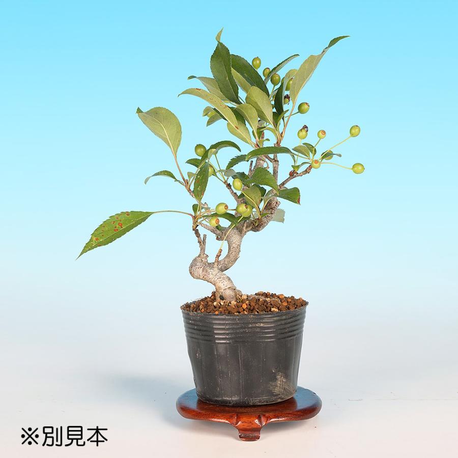 盆栽 一才海棠 カイドウ リンゴ 小品盆栽 ミニ盆栽 花物 実物 盆栽素材