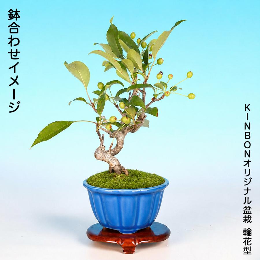 盆栽 一才海棠 根伏せ5年生 7.5cmポット カイドウ 実物盆栽 ミニ盆栽