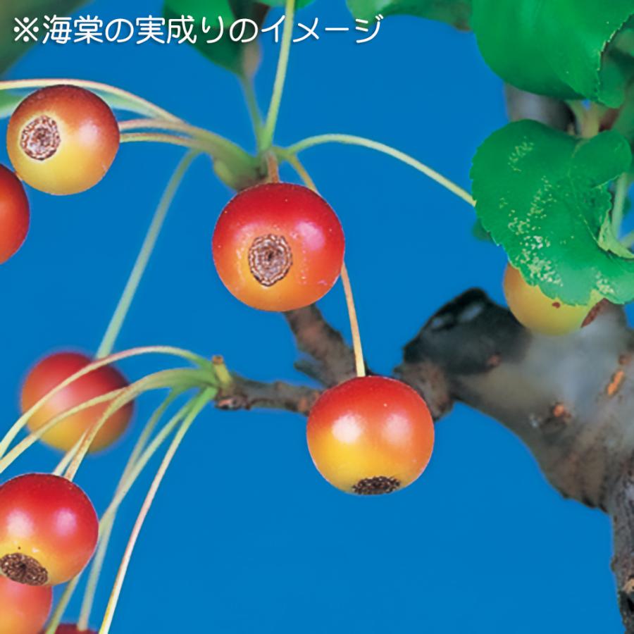 盆栽 一才海棠 カイドウ リンゴ 小品盆栽 ミニ盆栽 花物 実物 盆栽素材
