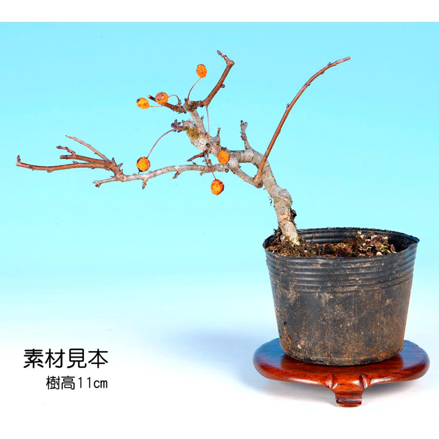 盆栽 ずみ 埴生の星 根伏せ4年生 ズミ 酸実 桷 花付きが良い 実付きが