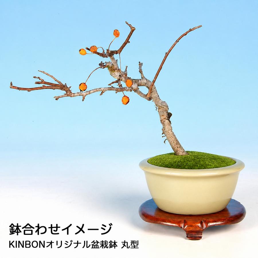 盆栽 ずみ 埴生の星 根伏せ4年生 ズミ 小品盆栽 ミニ盆栽 花付き・実
