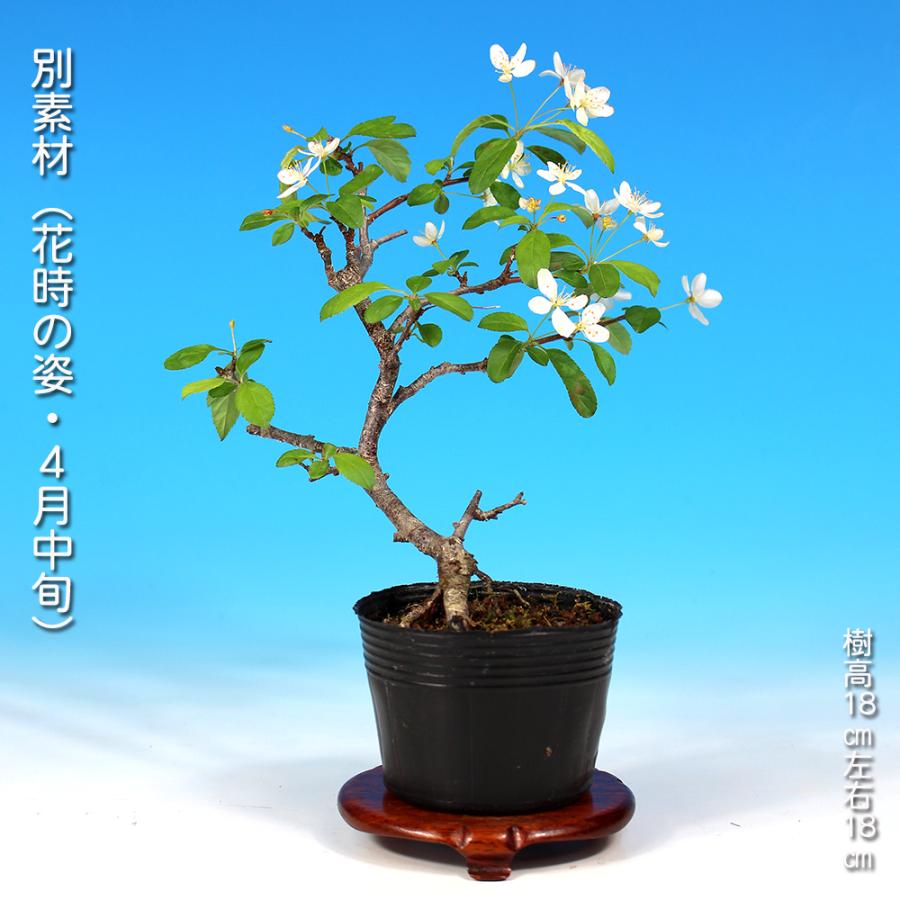 盆栽 ずみ 埴生の星 根伏せ4年生 ズミ 酸実 桷 花付きが良い 実付きが