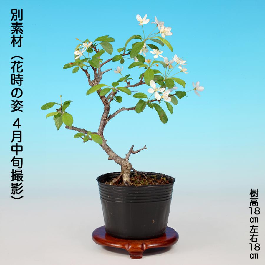 盆栽 ずみ 埴生の星 根伏せ4年生 ズミ 小品盆栽 ミニ盆栽 花付き・実