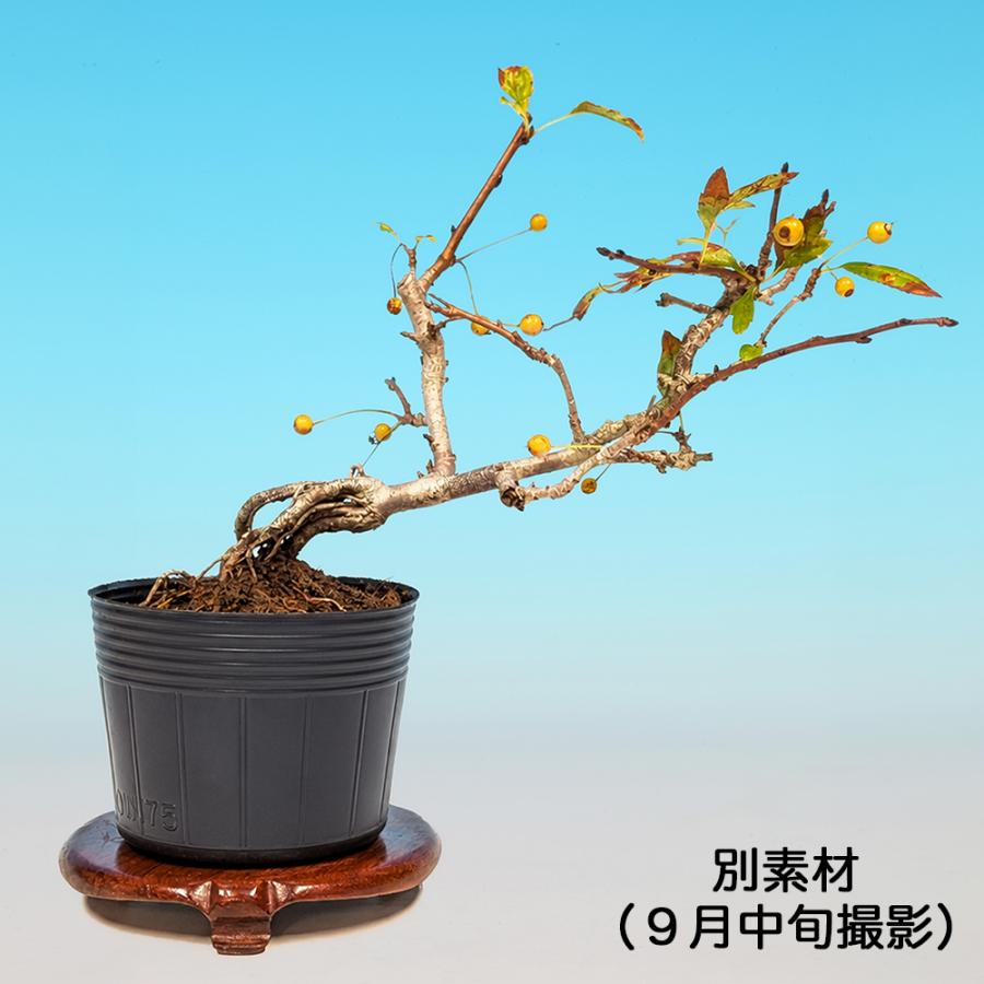 盆栽 ずみ 埴生の星 根伏せ4年生 ズミ 小品盆栽 ミニ盆栽 花付き・実