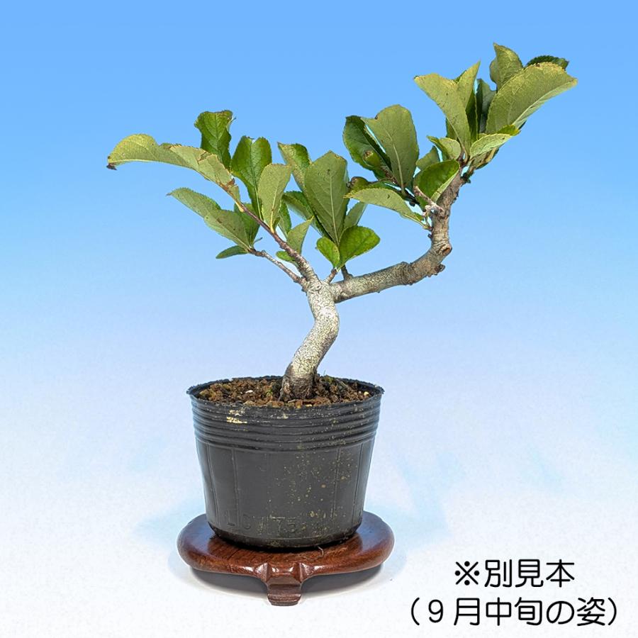 盆栽 一才かまつか カマツカ 鎌柄 小品盆栽 ミニ盆栽 花物 実物 盆栽