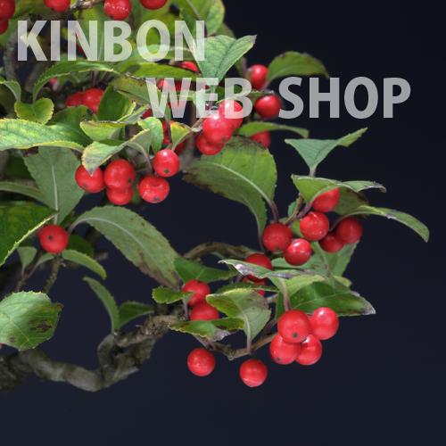 盆栽 ミニ盆栽 「極姫性梅もどき」 ウメモドキ 梅擬 花物 実物