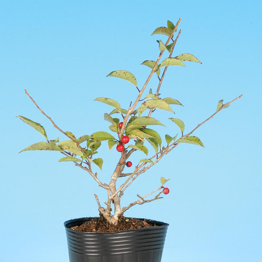 盆栽 極姫性梅もどき 梅擬 うめもどき ウメモドキ 小品盆栽 ミニ盆栽