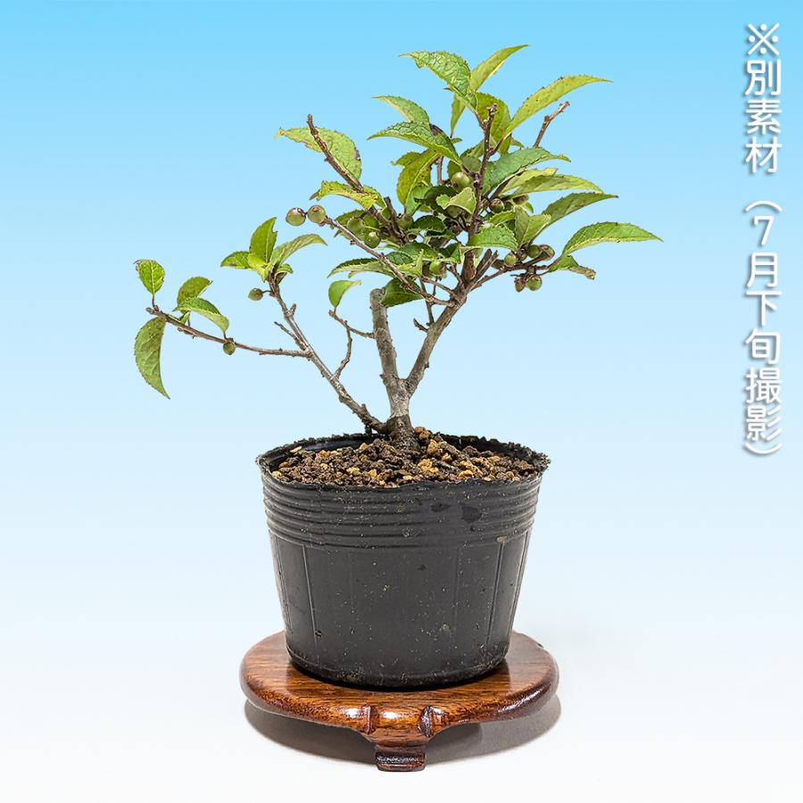 盆栽 極姫性梅もどき 梅擬 うめもどき ウメモドキ 小品盆栽 ミニ盆栽