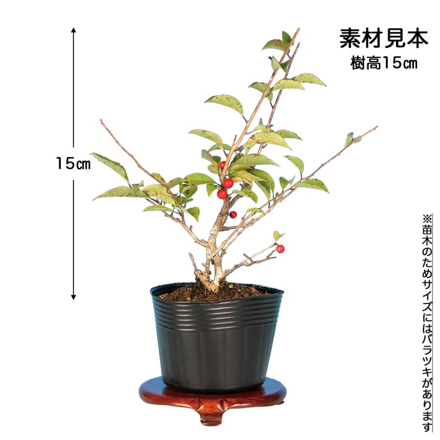 盆栽 極姫性梅もどき 挿し木4年生 7.5cmポット ミニ盆栽 小品盆栽 素材