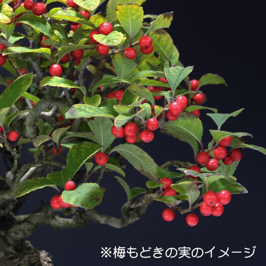 盆栽 極姫性梅もどき 梅擬 うめもどき ウメモドキ 小品盆栽 ミニ盆栽