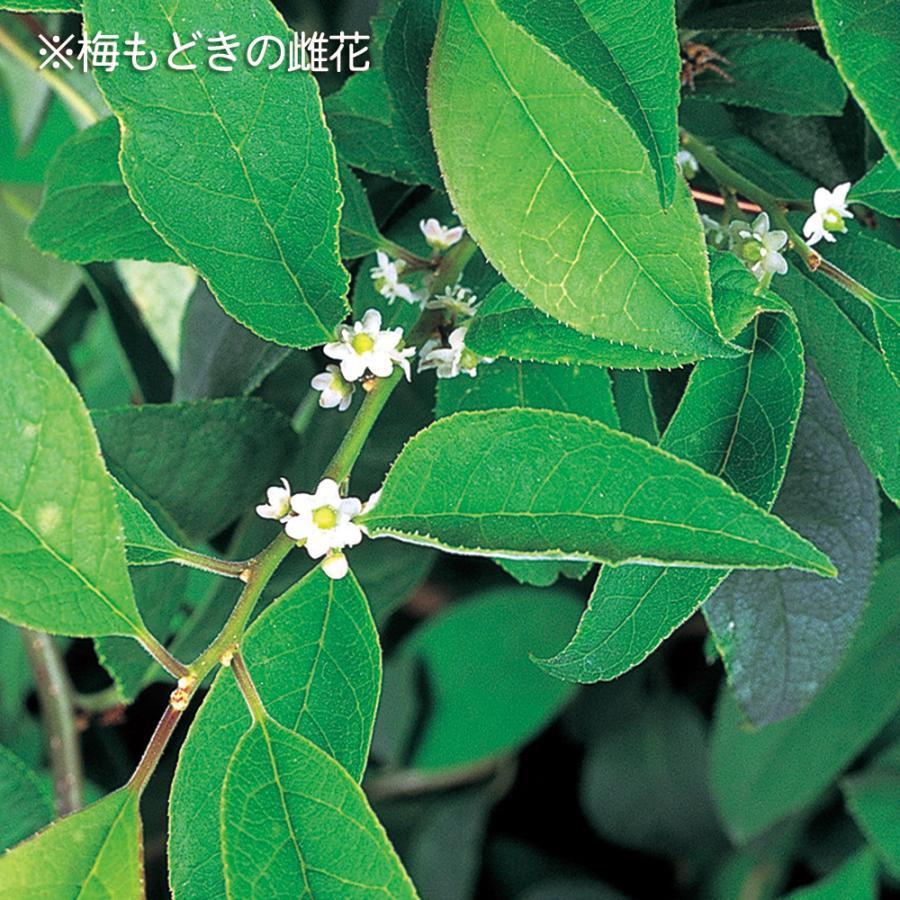 盆栽 極姫性梅もどき 梅擬 うめもどき ウメモドキ 小品盆栽 ミニ盆栽