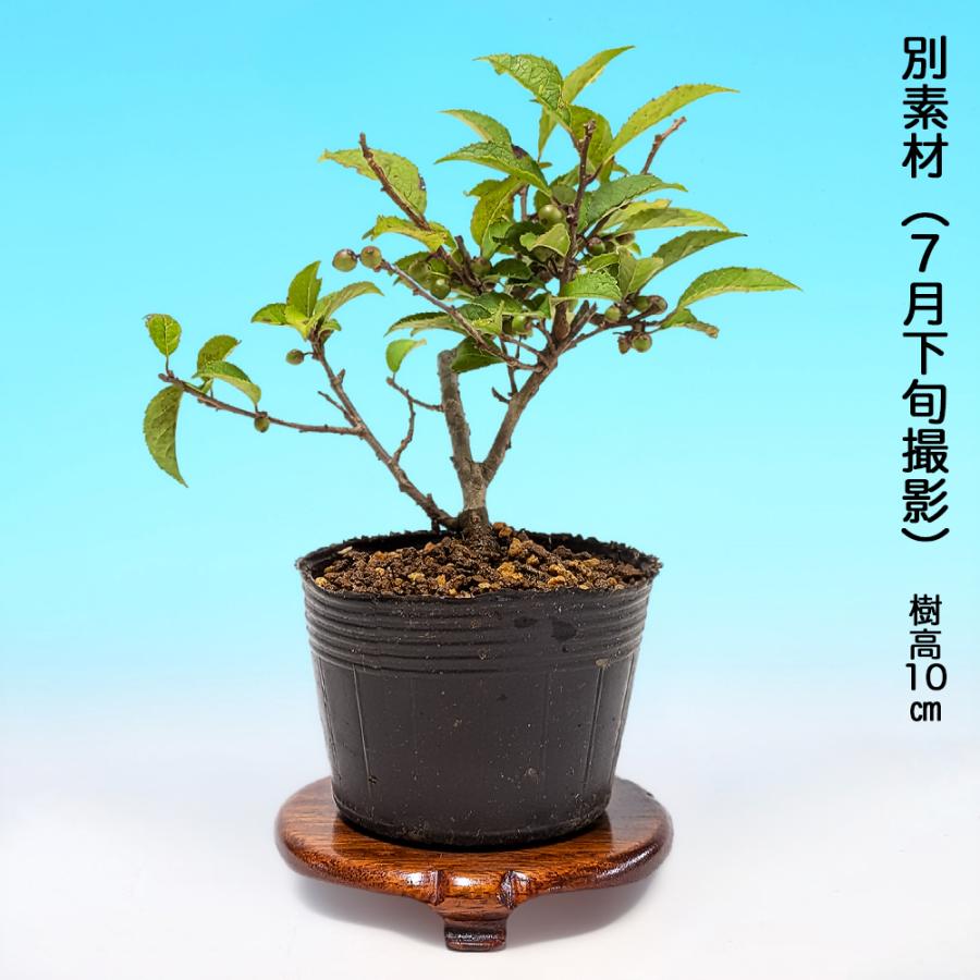 ウメモドキ雌木　盆栽　鉢:秀峰 盆栽 極姫性梅もどき 挿し木4年生 7.5cmポット ミニ盆栽 小品盆栽 素材