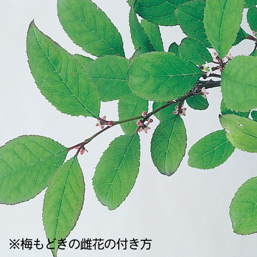 盆栽 極姫性梅もどき 梅擬 うめもどき ウメモドキ 小品盆栽 ミニ盆栽