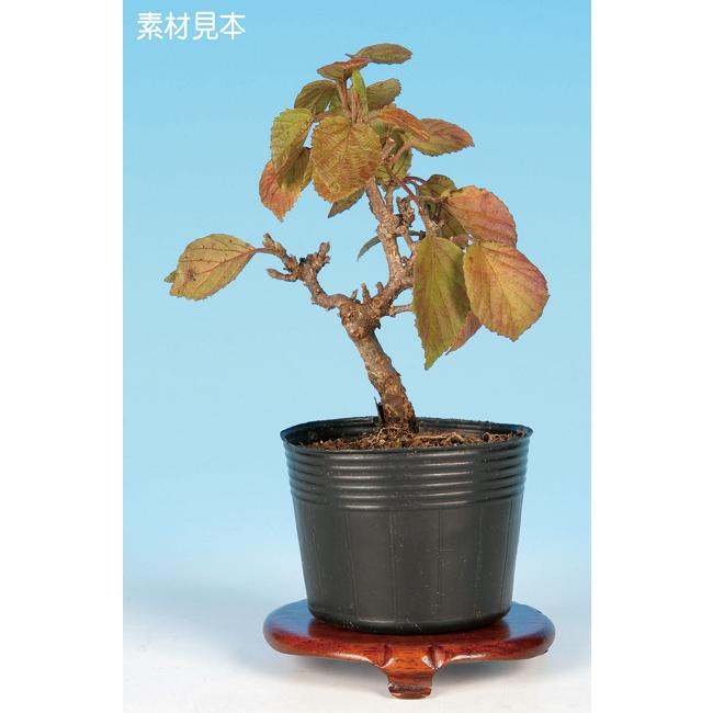 盆栽 苗 一才がまずみ bonsai 小品盆栽 ミニ盆栽 : 盆栽彩都ヤフー店