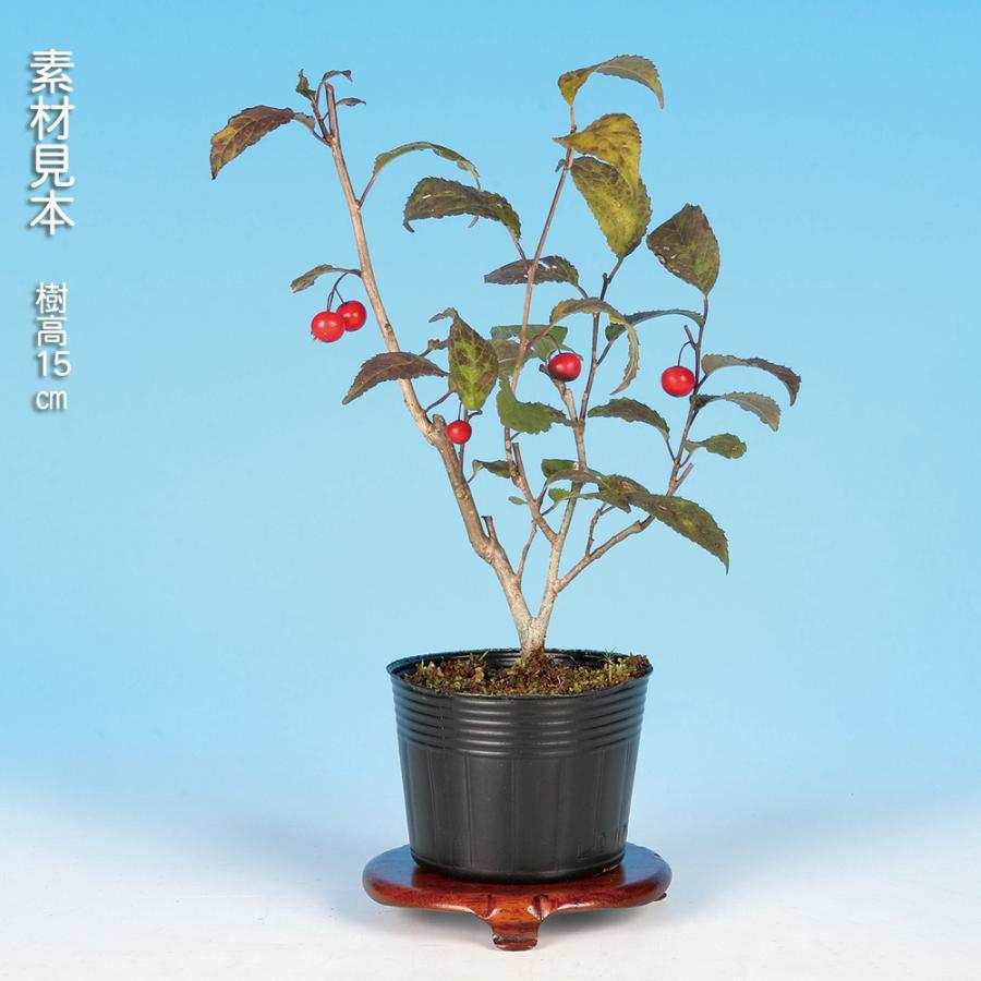 ウメモドキ 梅もどき 小品 盆栽 素材 盆栽 極姫性梅もどき 梅擬 うめもどき ウメモドキ 小品盆栽 ミニ盆栽