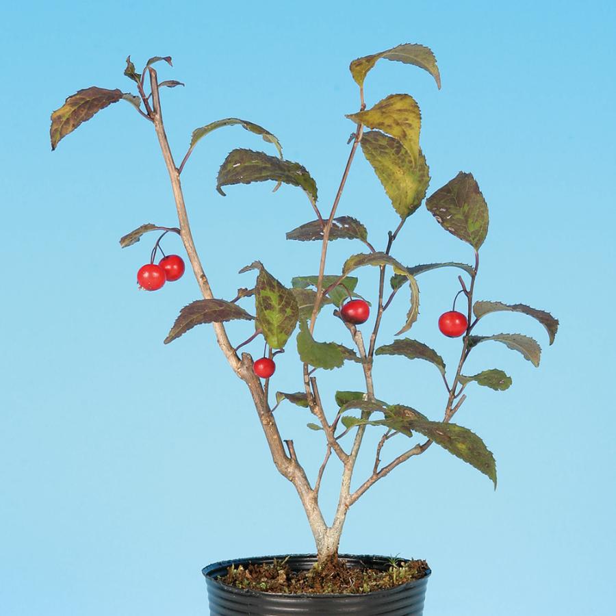 盆栽 風鈴梅もどき 梅擬 うめもどき ウメモドキ 小品盆栽 ミニ盆栽