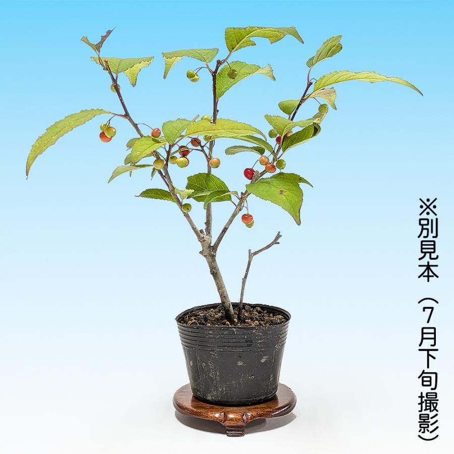 盆栽 風鈴梅もどき 梅擬 うめもどき ウメモドキ 小品盆栽 ミニ盆栽