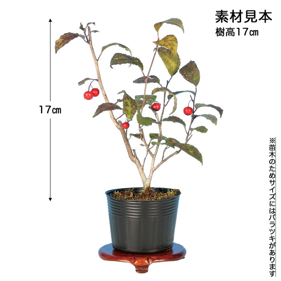 盆栽 風鈴梅もどき 挿し木5年生 7.5cmポット ウメモドキ 梅擬 盆栽素材