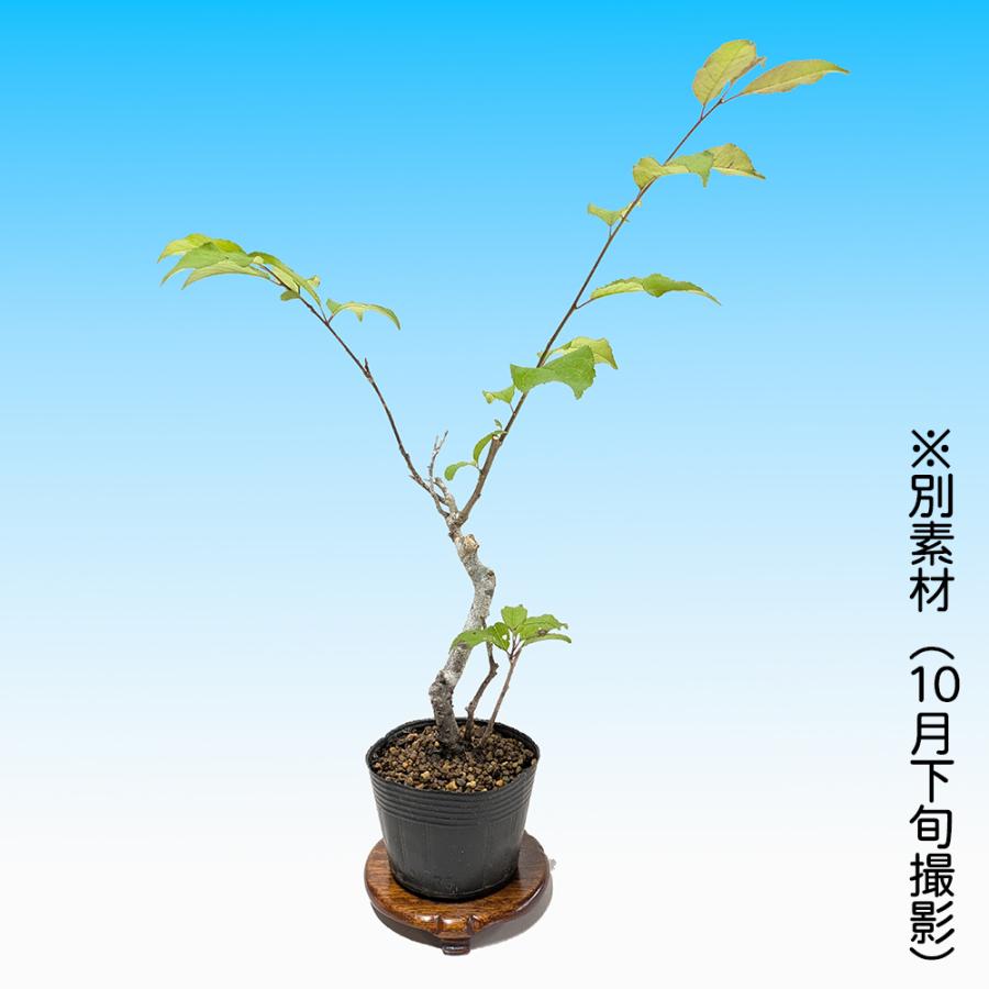 盆栽 風鈴梅もどき 梅擬 うめもどき ウメモドキ 小品盆栽 ミニ盆栽