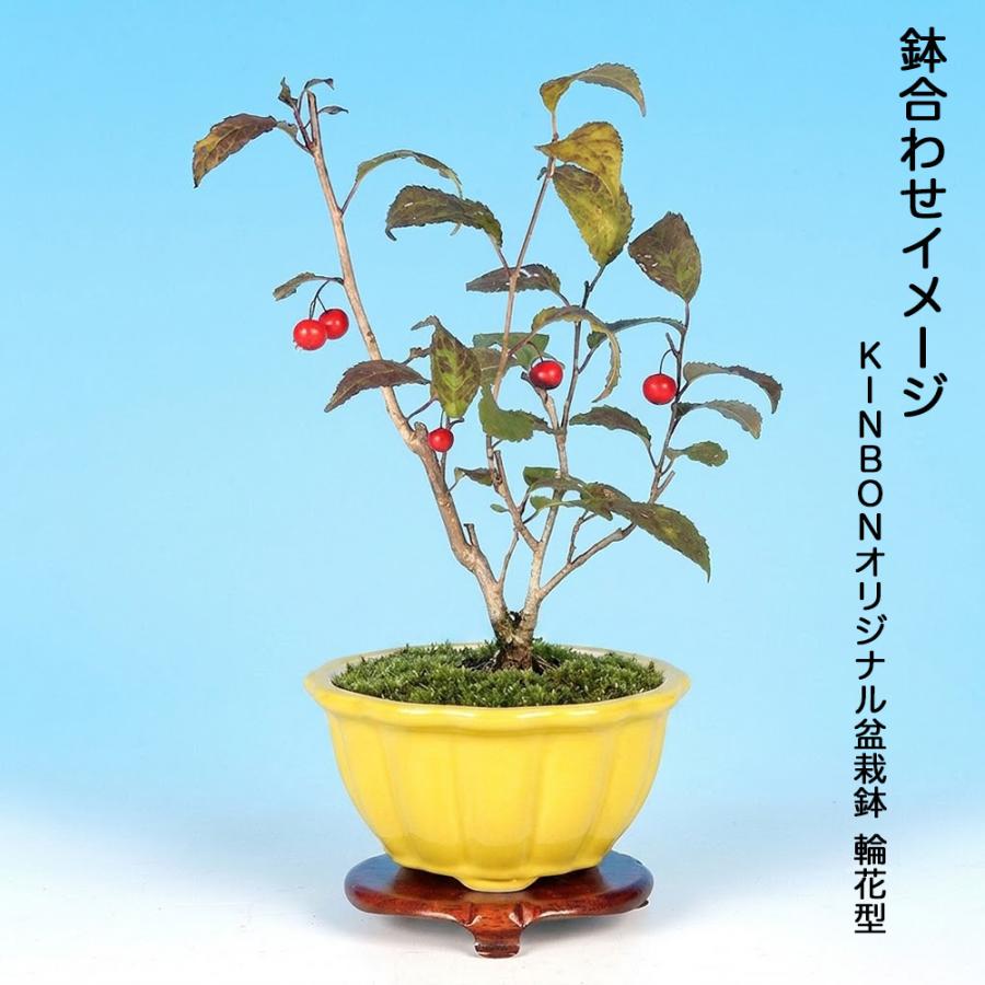盆栽 風鈴梅もどき 挿し木5年生 7.5cmポット ウメモドキ 梅擬 盆栽素材