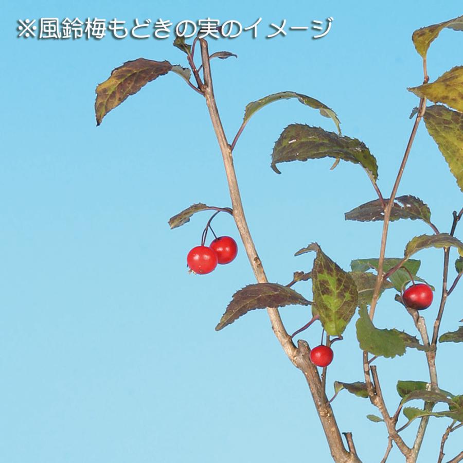 盆栽 風鈴梅もどき 梅擬 うめもどき ウメモドキ 小品盆栽 ミニ盆栽