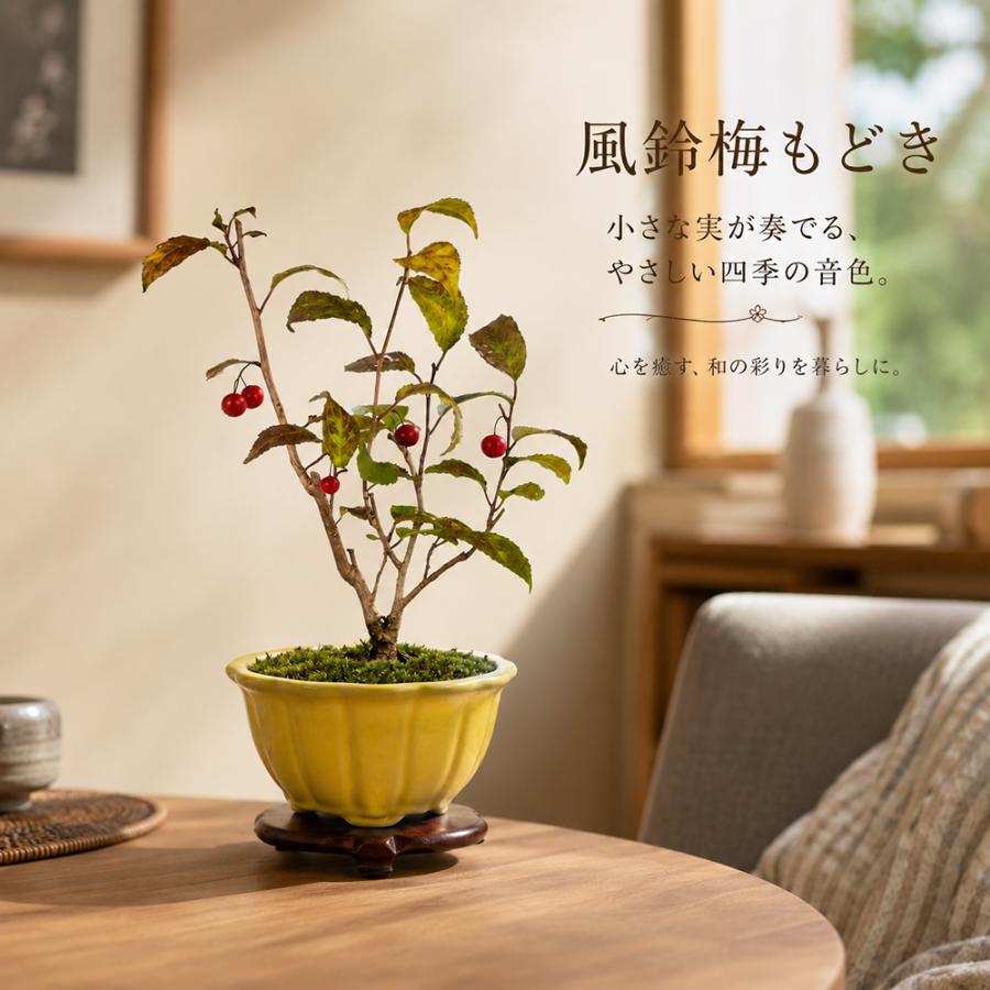 盆栽 風鈴梅もどき 挿し木5年生 7.5cmポット ウメモドキ 梅擬 盆栽素材