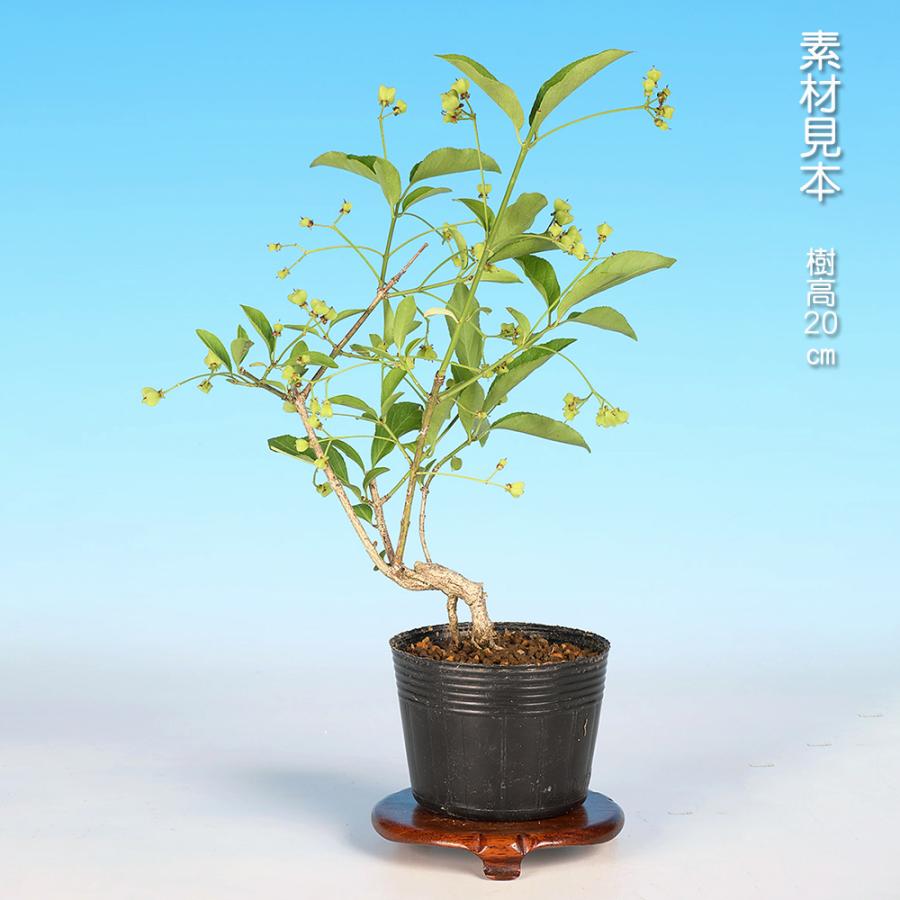 盆栽 緋玉まゆみ マユミ 真弓 小品盆栽 ミニ盆栽 雑木 実物 盆栽素材