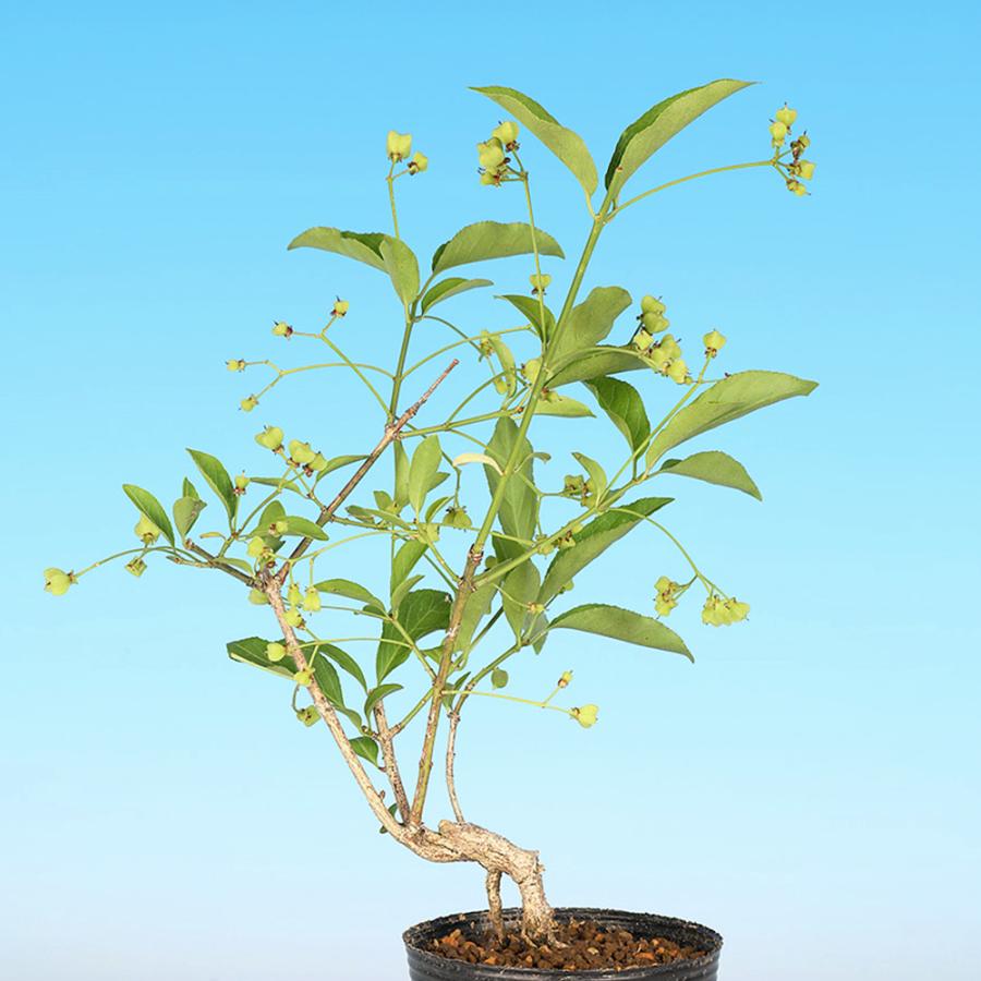 盆栽 緋玉まゆみ マユミ 真弓 小品盆栽 ミニ盆栽 雑木 実物 盆栽素材