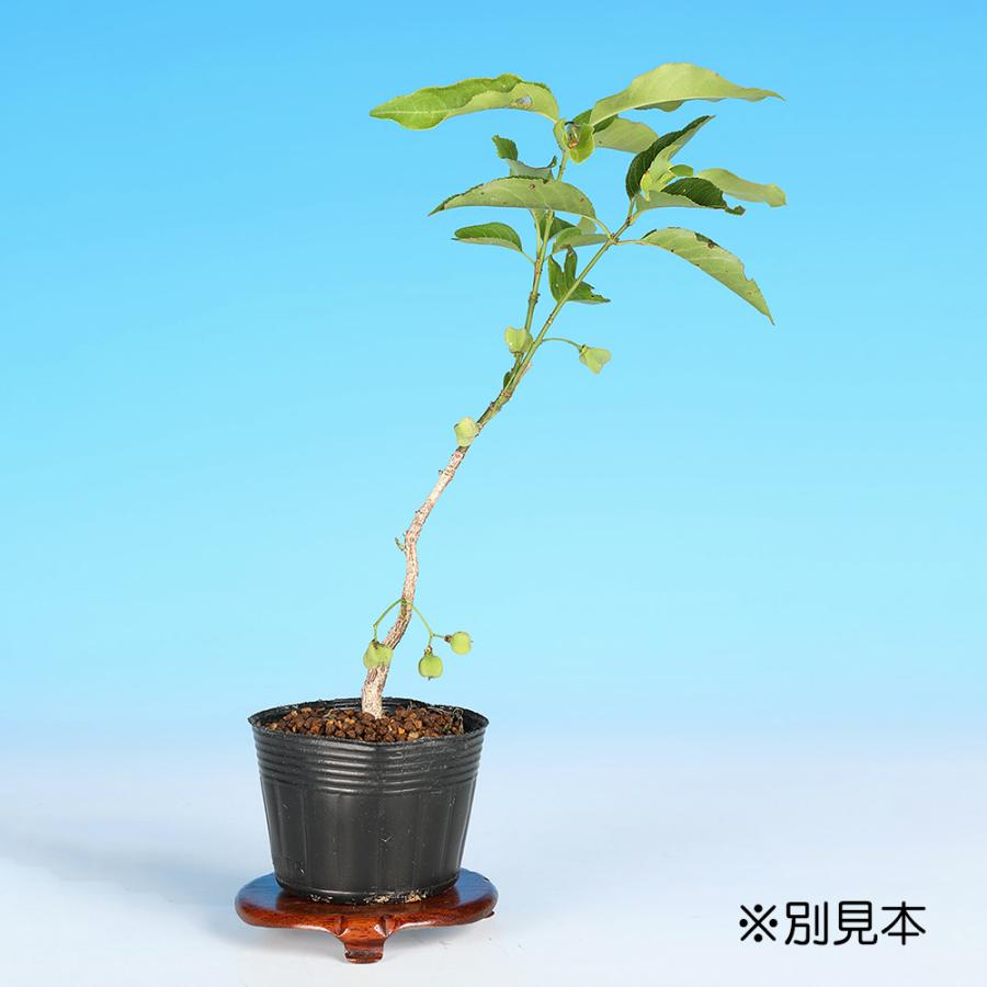 盆栽 緋玉まゆみ マユミ 真弓 小品盆栽 ミニ盆栽 雑木 実物 盆栽素材