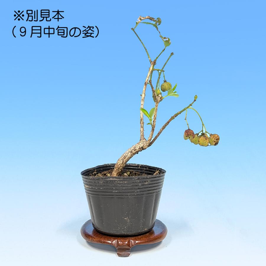 盆栽 緋玉まゆみ マユミ 真弓 小品盆栽 ミニ盆栽 雑木 実物 盆栽素材