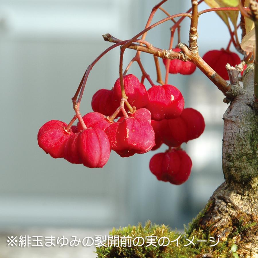 盆栽 緋玉まゆみ マユミ 真弓 小品盆栽 ミニ盆栽 雑木 実物 盆栽素材