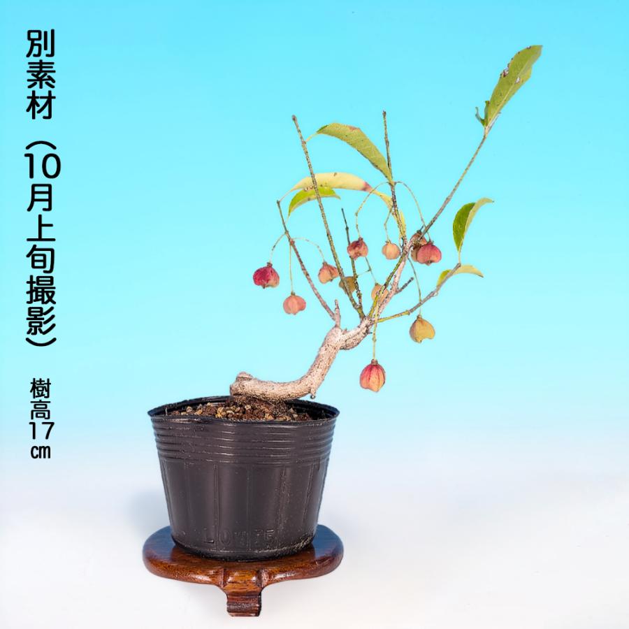 盆栽 緋玉まゆみ 根伏せ 3年生 真弓 マユミ 実もの盆栽 紅葉 ミニ盆栽