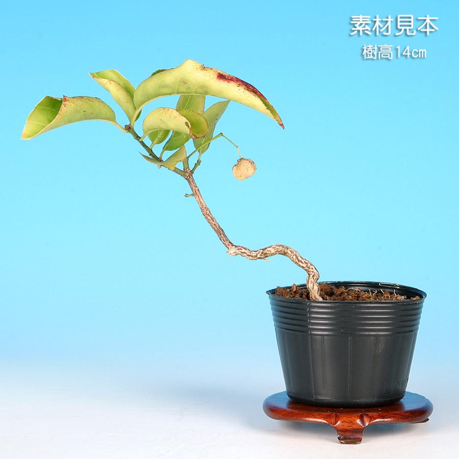 盆栽 白実まゆみ 白まゆみ マユミ 真弓 小品盆栽 ミニ盆栽 実物 盆栽