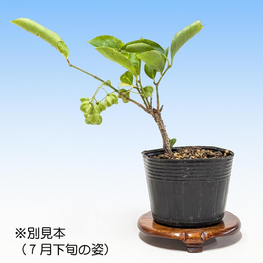 盆栽 白実まゆみ 白まゆみ マユミ 真弓 小品盆栽 ミニ盆栽 実物 盆栽