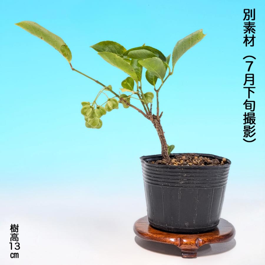 盆栽 白実まゆみ 挿し木3年生 白い実と赤い種子の対比を楽しむ実物盆栽