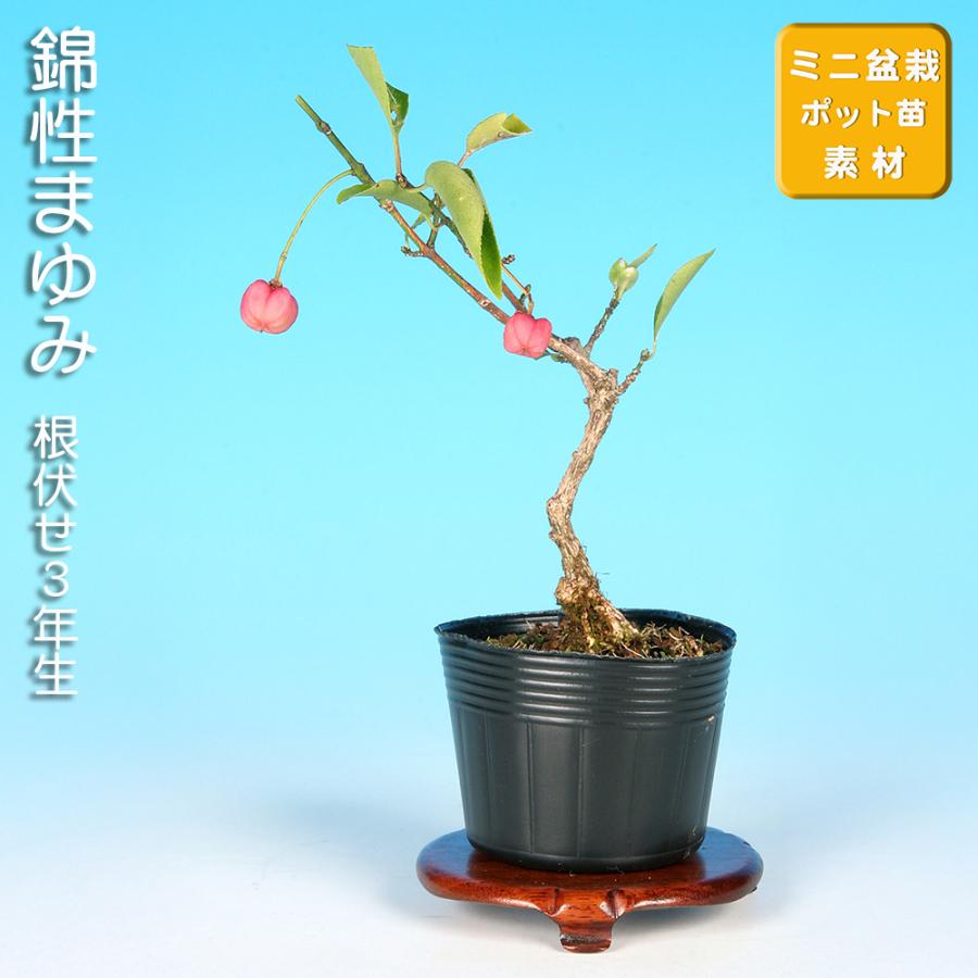 盆栽 錦性まゆみ マユミ 真弓 小品盆栽 ミニ盆栽 雑木 実物 盆栽素材