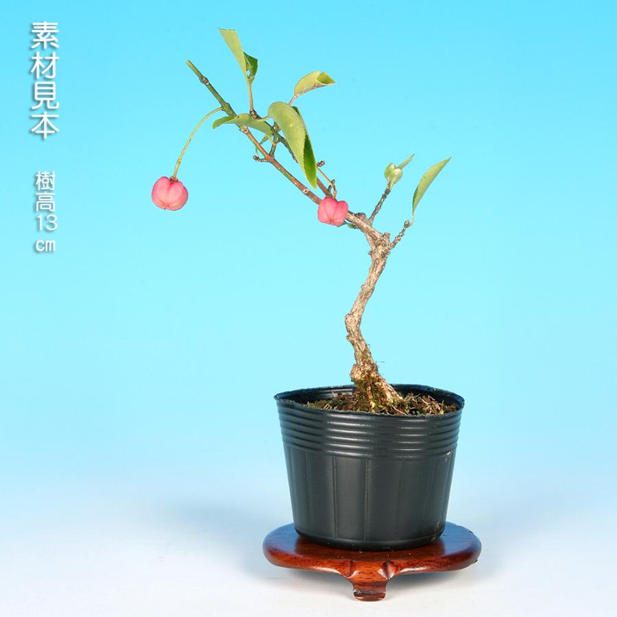 盆栽 錦性まゆみ マユミ 真弓 小品盆栽 ミニ盆栽 雑木 実物 盆栽素材