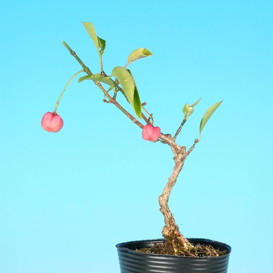 盆栽 錦性まゆみ マユミ 真弓 小品盆栽 ミニ盆栽 雑木 実物 盆栽素材