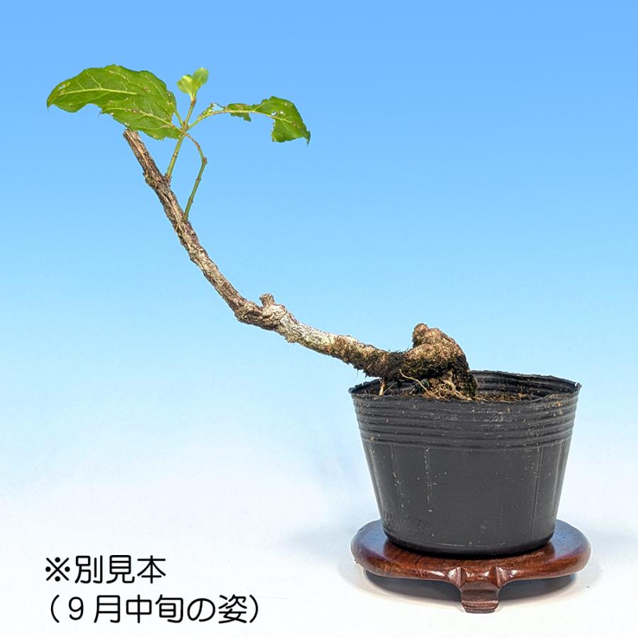 小真弓　盆栽　こまゆみ　実もの　樹高25㎝ 盆栽 錦性まゆみ マユミ 真弓 小品盆栽 ミニ盆栽 雑木 実物 盆栽素材