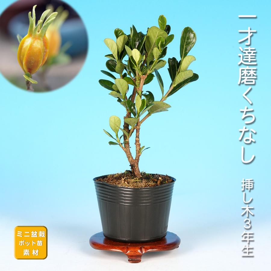 盆栽 一才達磨くちなし クチナシ ダルマクチナシ 梔子 挿し木3年生