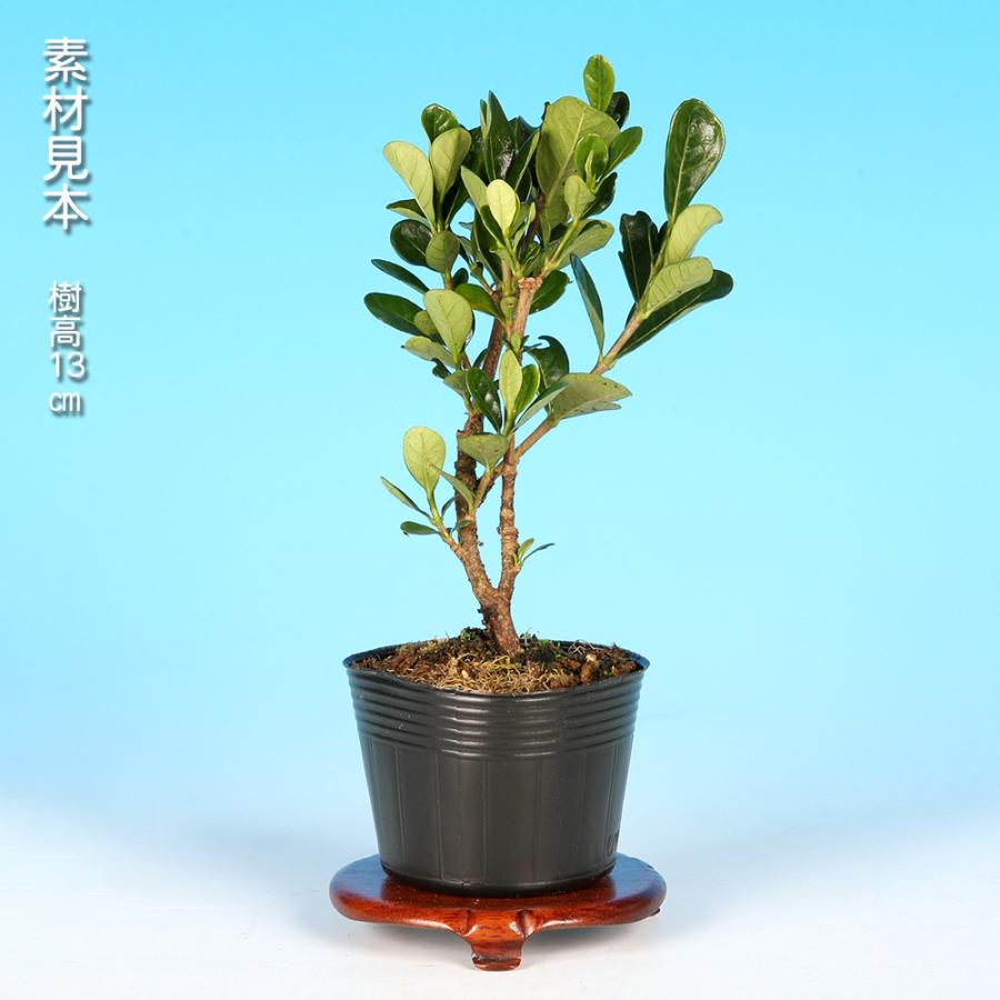 クチナシ　将来有望　小さくて足元太いです 盆栽 一才達磨くちなし クチナシ ダルマクチナシ 梔子 挿し木3年生