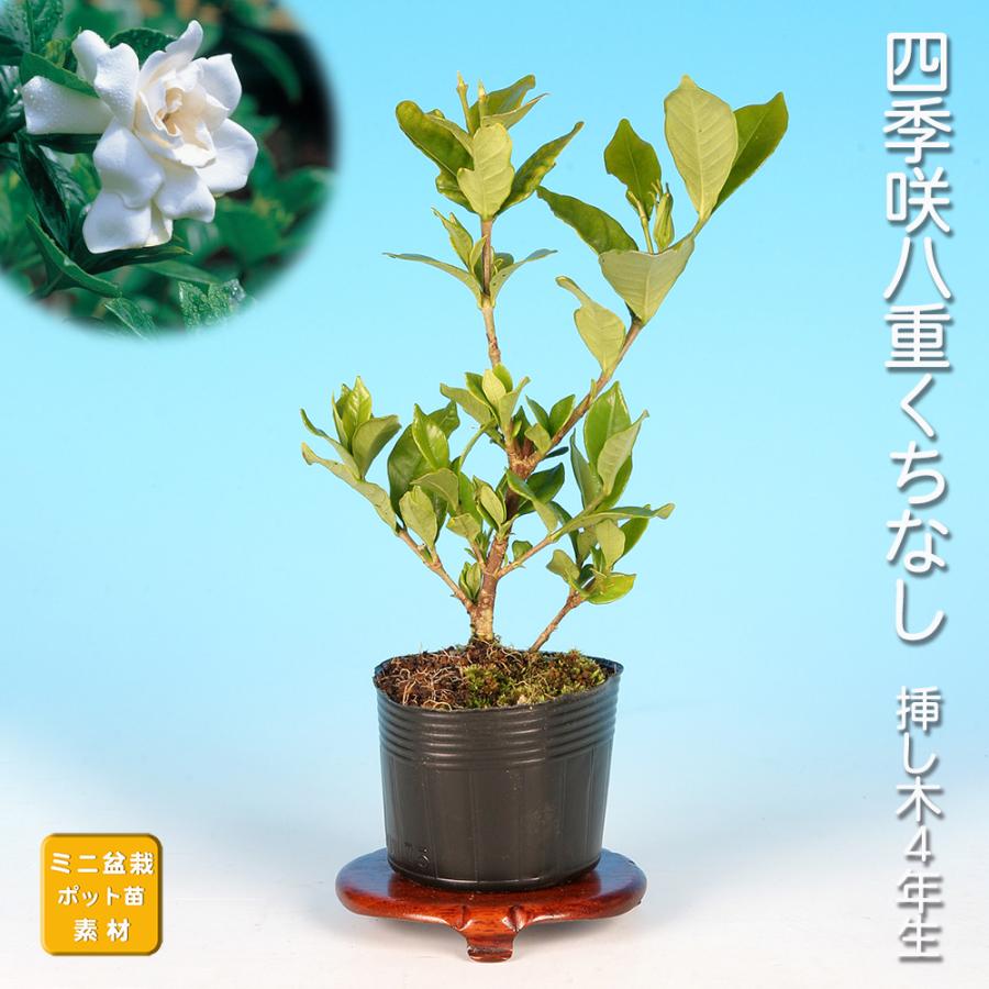 盆栽 四季咲八重くちなし クチナシ 梔子 挿し木4年生 八重咲き 八重花