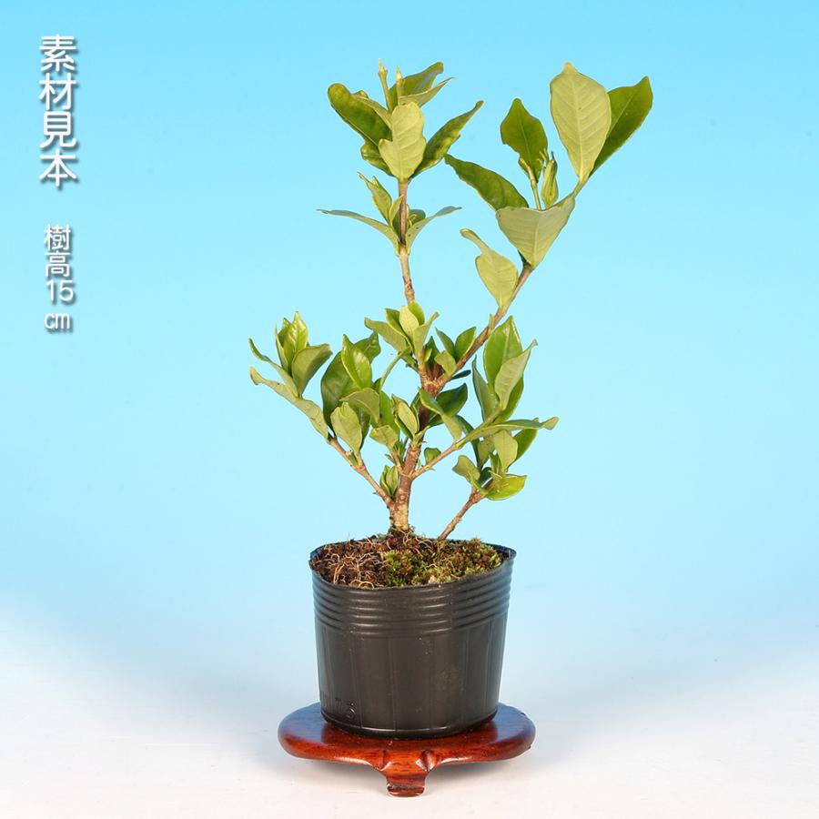 Y*9様 クチナシ【古木】お買得！ 盆栽 四季咲八重くちなし クチナシ 梔子 挿し木4年生 八重咲き 八重花
