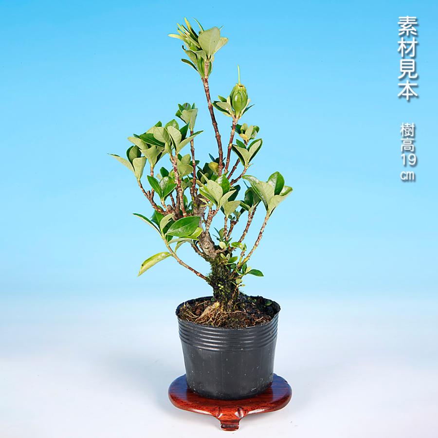 盆栽 一才実成りくちなし クチナシ 梔子 挿し木3年生 細い葉 枝が