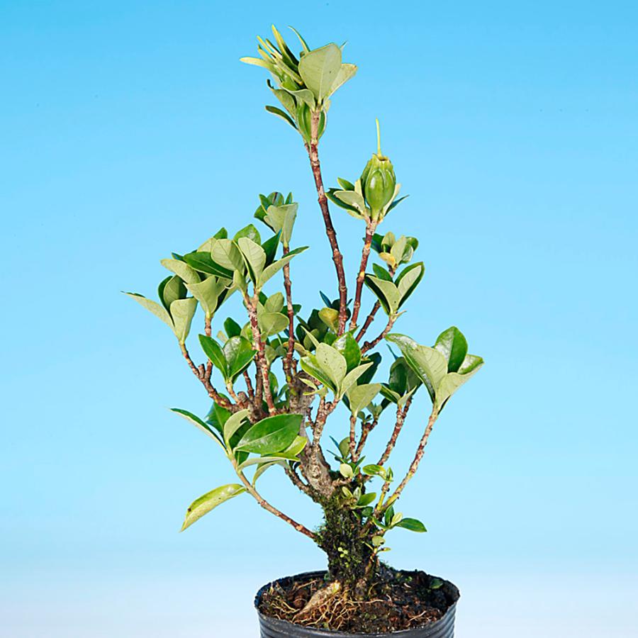 盆栽 一才実成りくちなし クチナシ 梔子 挿し木3年生 細い葉 枝が